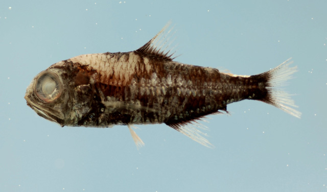 Dasyscopelus selenops