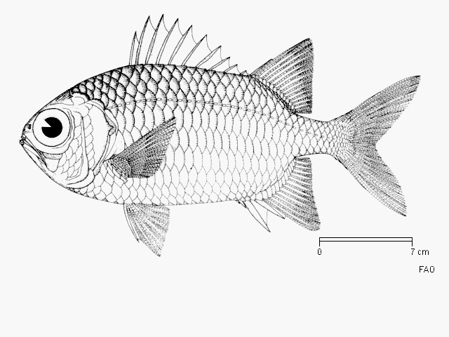 Myripristis violacea