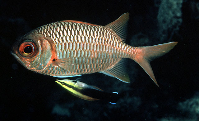 Myripristis violacea