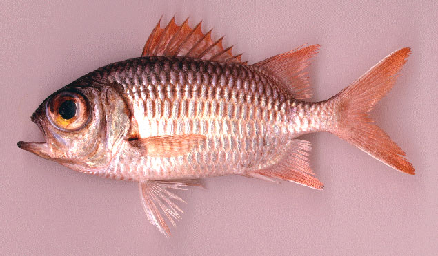 Myripristis violacea