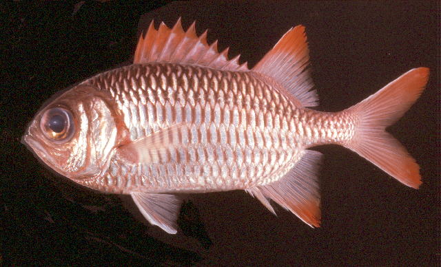 Myripristis violacea