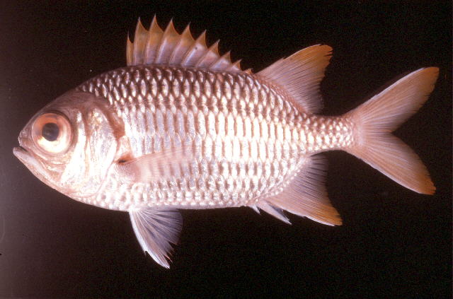 Myripristis violacea