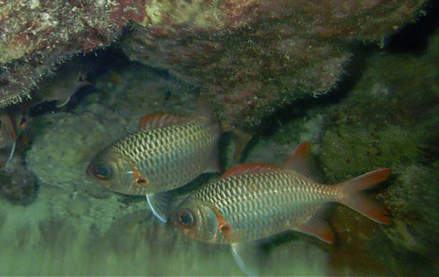 Myripristis violacea