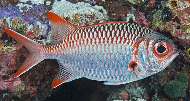 Myripristis violacea