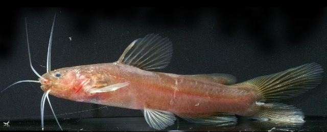 Nanobagrus immaculatus