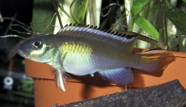 Nanochromis parilus