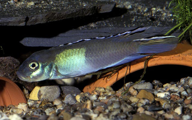 Nanochromis parilus