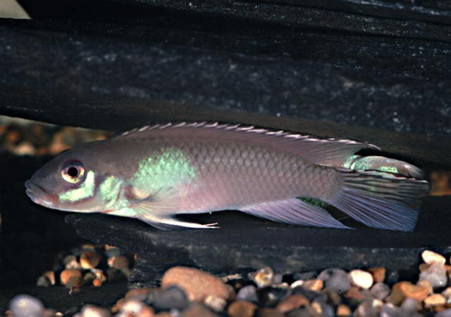 Nanochromis parilus