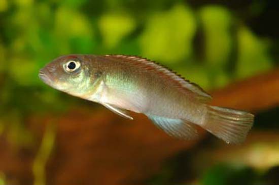 Nanochromis parilus