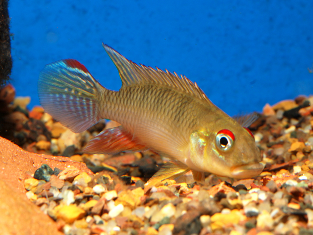 Nanochromis teugelsi