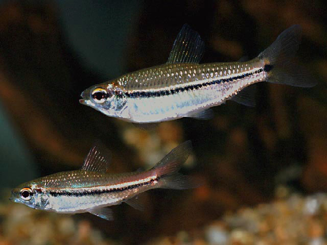 Nannaethiops unitaeniatus