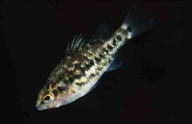 Nannoperca variegata