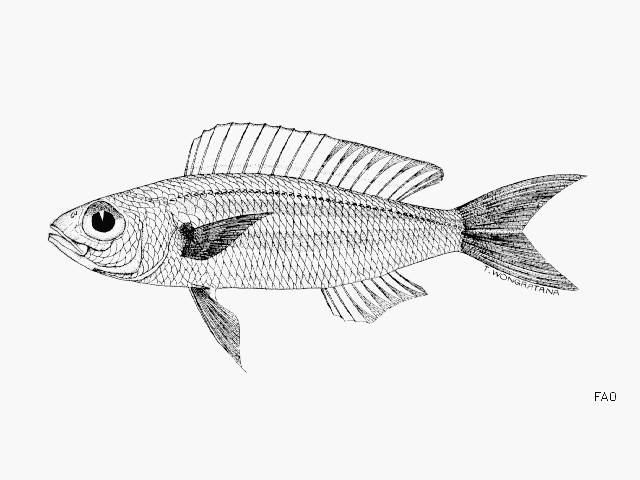 Nemipterus balinensoides