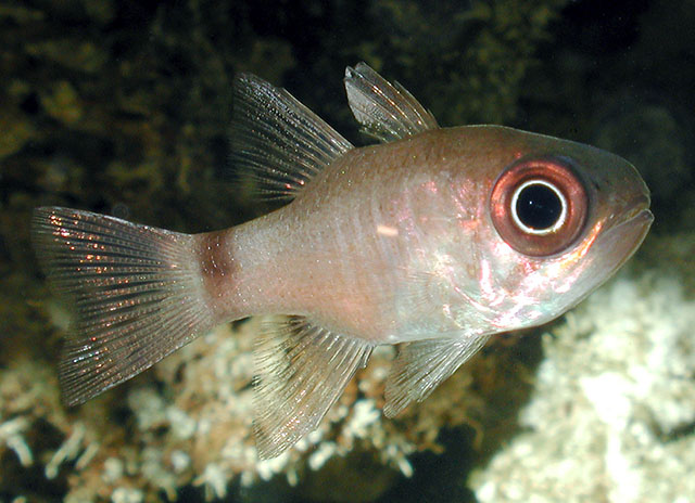 Nectamia bandanensis