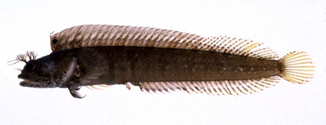 Neoclinus bryope