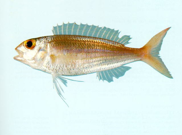 Nemipterus celebicus