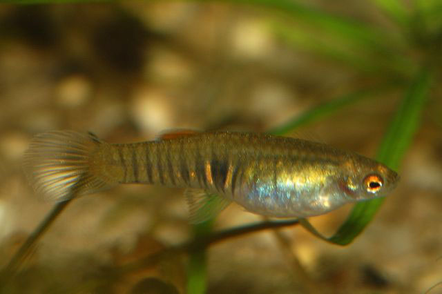 Neoheterandria elegans