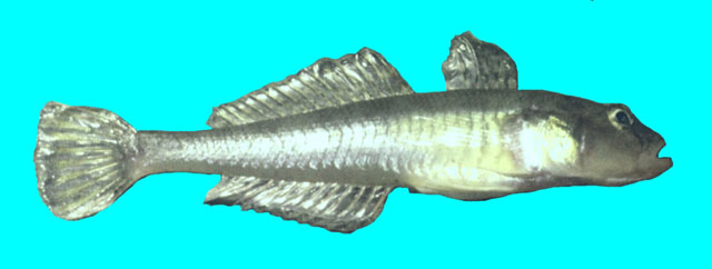 Neogobius fluviatilis