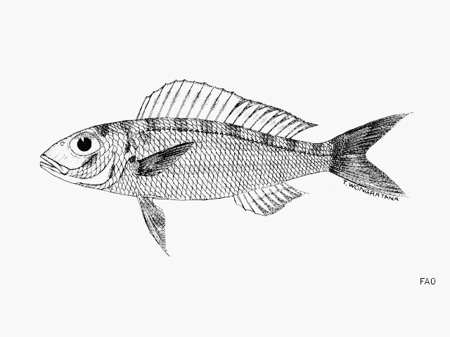 Nemipterus furcosus