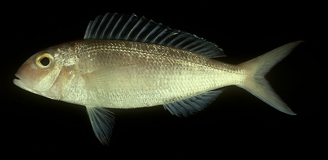 Nemipterus furcosus