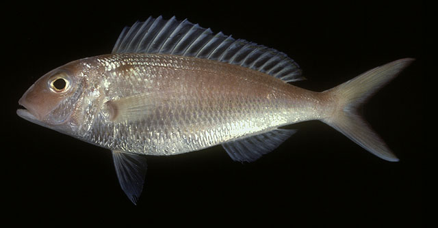 Nemipterus furcosus