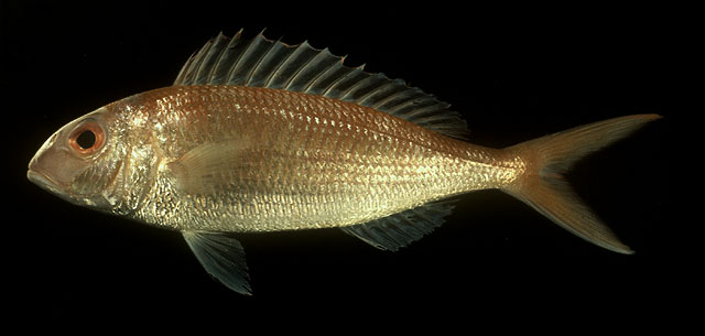 Nemipterus furcosus