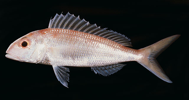 Nemipterus furcosus