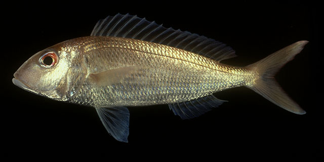 Nemipterus furcosus