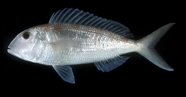 Nemipterus furcosus