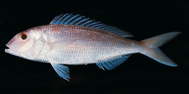 Nemipterus furcosus