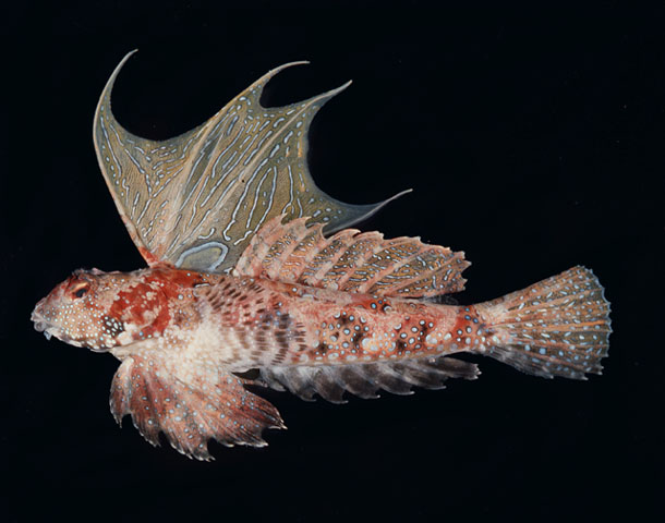 Synchiropus ijimai