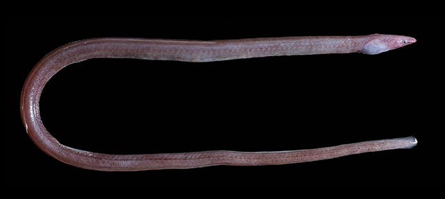 Neenchelys mccoskeri