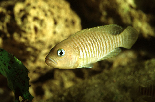 Neolamprologus multifasciatus