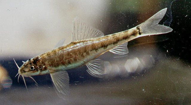 Nemacheilus oxianus