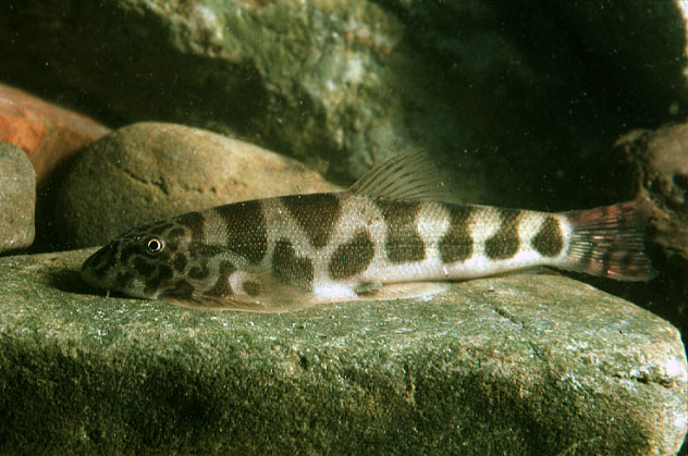 Neogastromyzon pauciradiatus