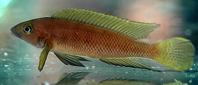 Neolamprologus pectoralis