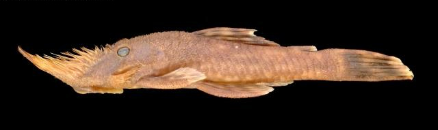 Neblinichthys pilosus