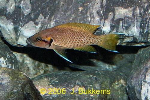 Neolamprologus splendens