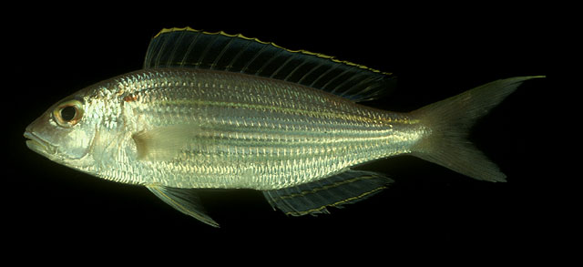 Nemipterus virgatus