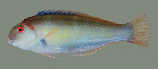 Novaculops alvheimi