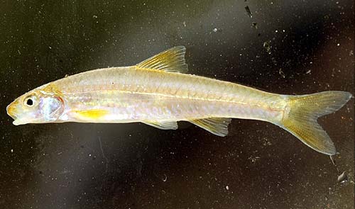 Notropis ammophilus