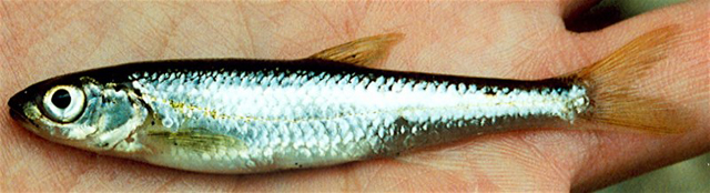 Notropis amoenus