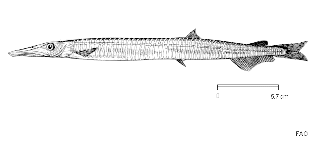 Notolepis annulata