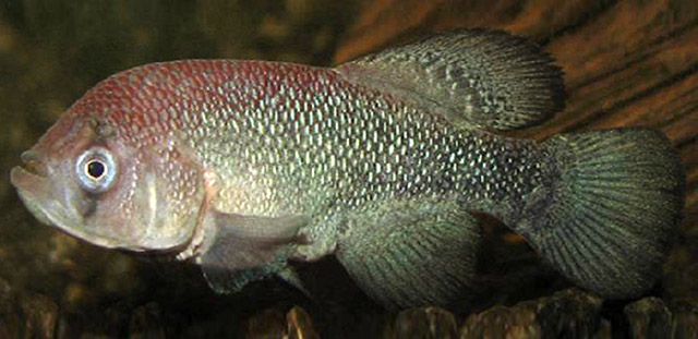 Nothobranchius bojiensis