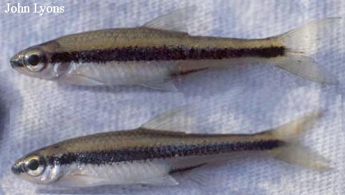 Notropis chalybaeus