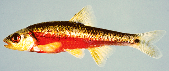 Notropis chiliticus