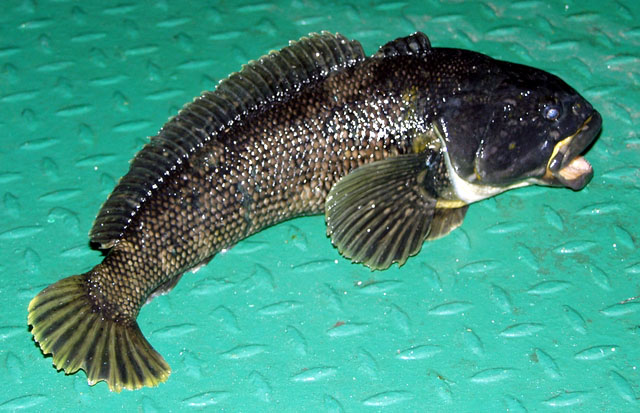 Notothenia coriiceps