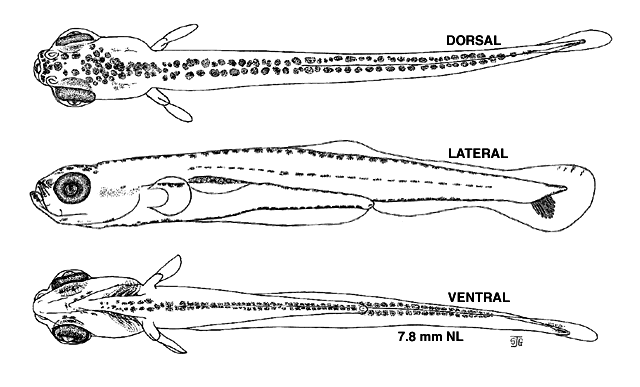 Notemigonus crysoleucas