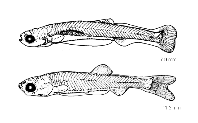 Notemigonus crysoleucas