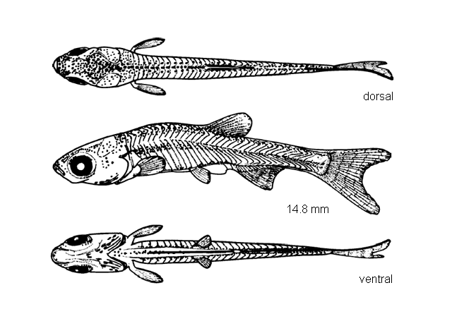 Notemigonus crysoleucas